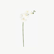 Flor Orquidea Blanca