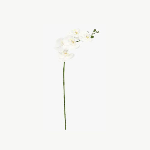 Flor Orquidea Blanca